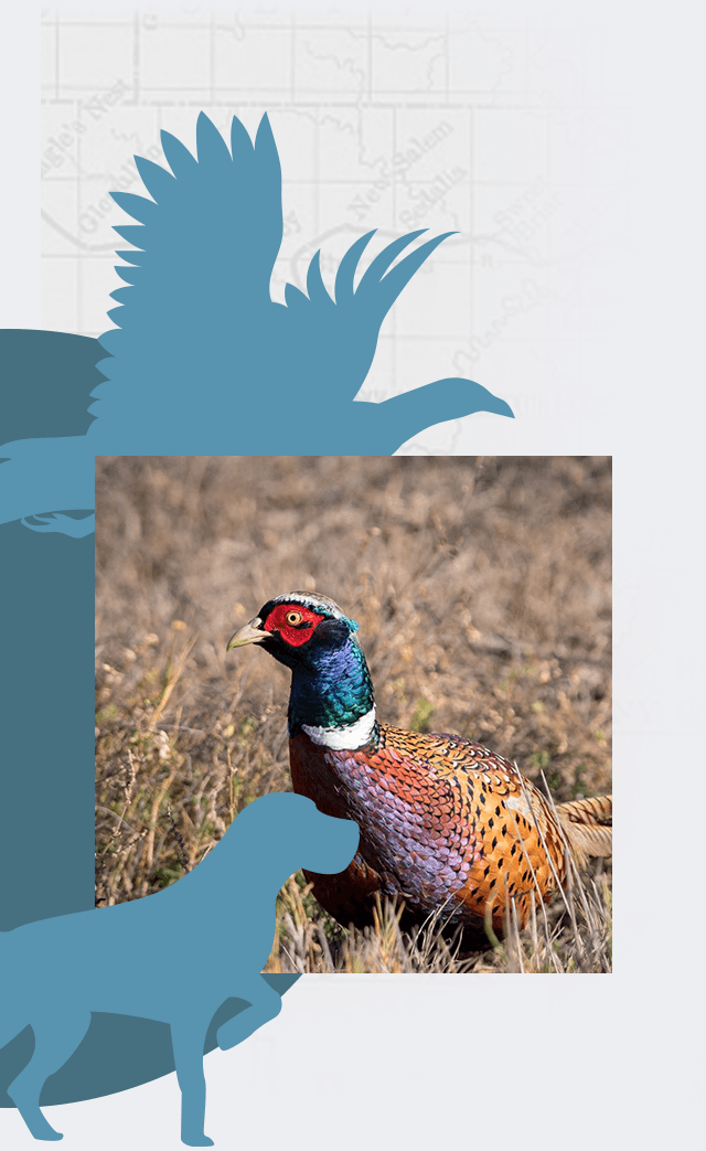 Campbell County - The hidden gem of South Dakota is Campbell County! With pheasants flushing on expansive prairie land, you are sure to enjoy your hunting experience. Hurry up and check us out – lodging and outfitter space fills up fast in South Dakota's 