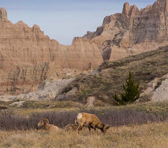 Rams grazing in the Badlands