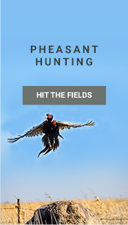 Pheasant Hunting - Hit the Fields