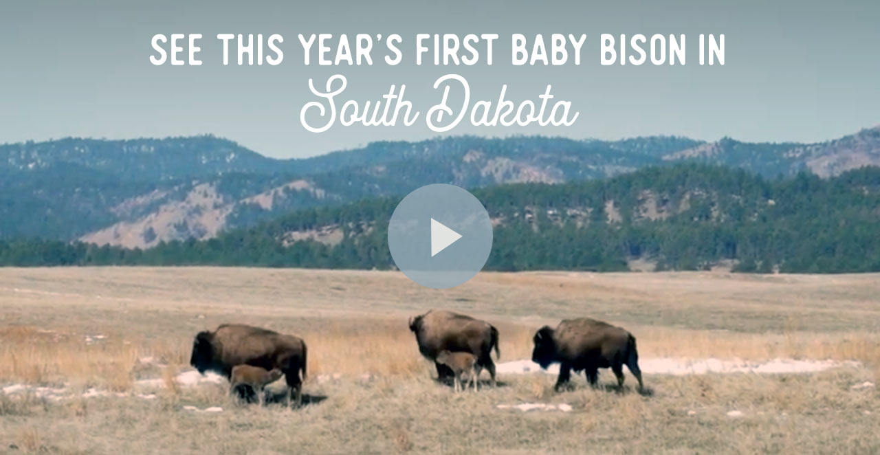See the first baby bison in South Dakota - Play Video