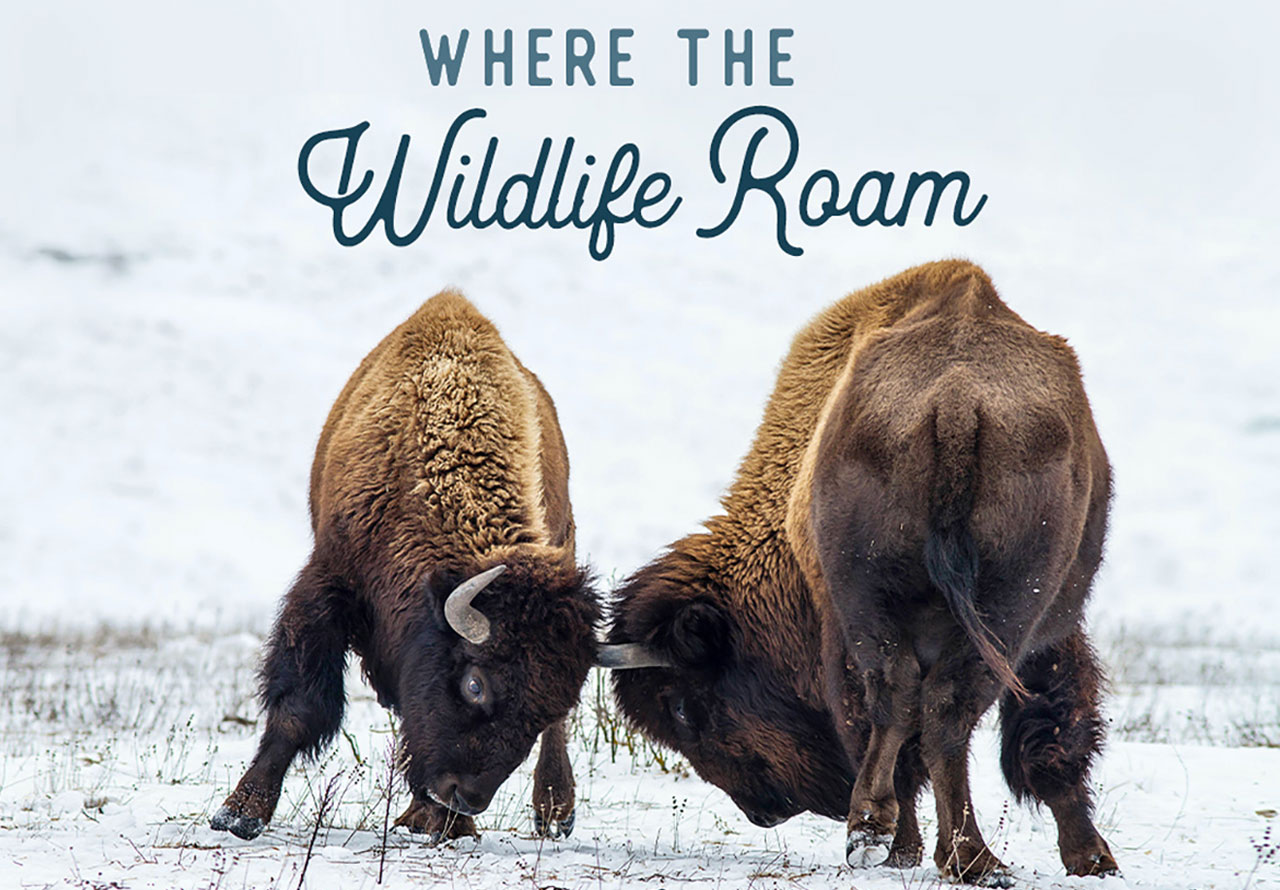 South Dakota - Where the Wildlife Roam